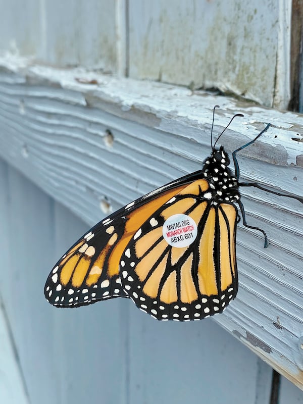 Monarch Tagging 5